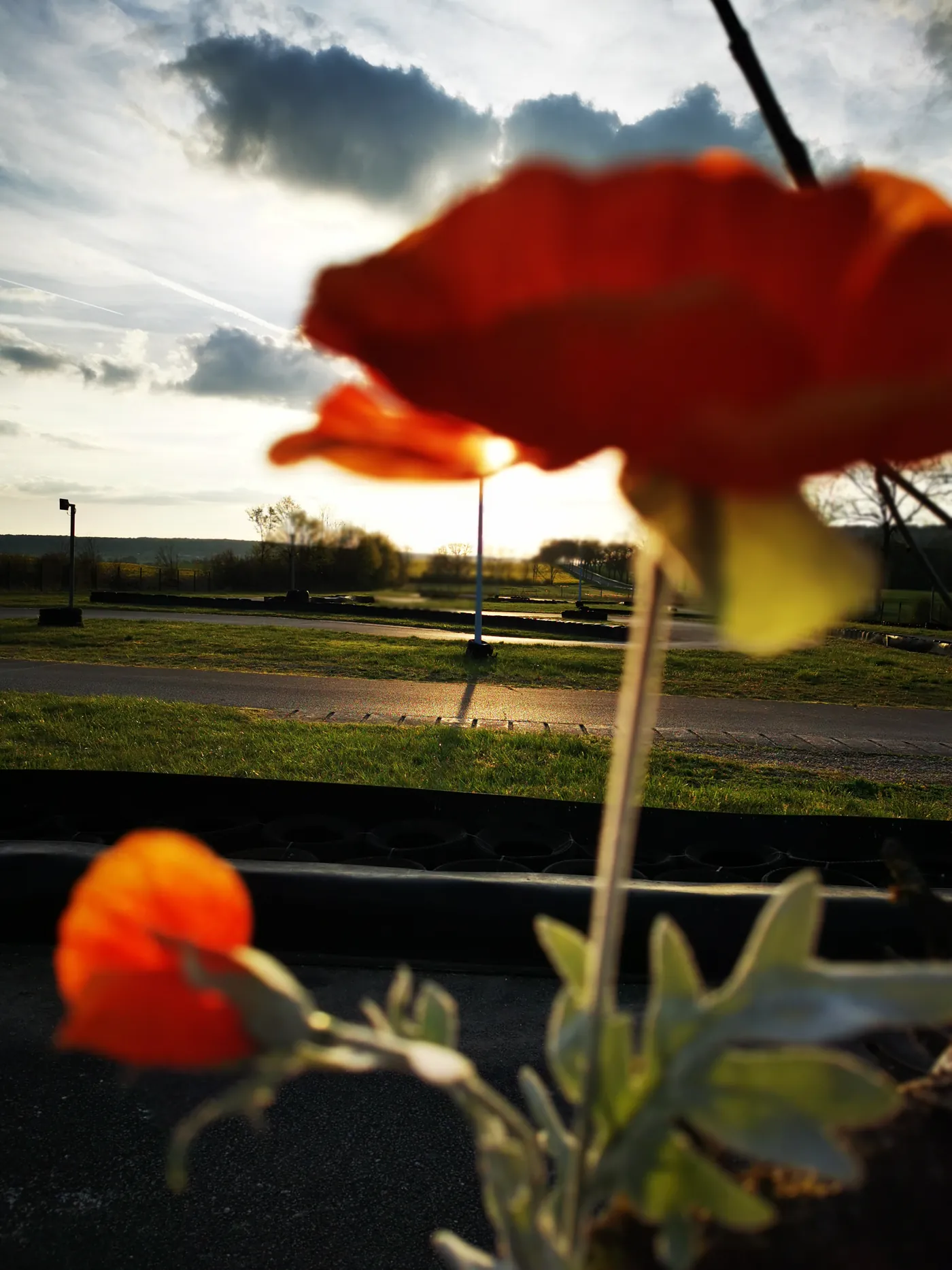 Coquelicots devant la piste au soleil couchant